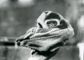 A baby gibbon wrapped in a blanket and held in one hand at London Zoo, June 1922